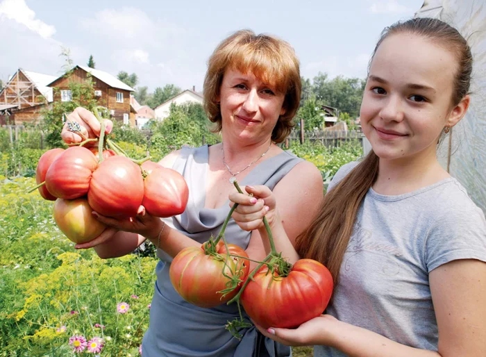 Почему помидоры в прошлом были такими сочными и вкусными?